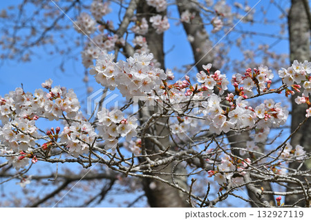 春天，虎山千本櫻在東秩父村的山村里盛開。 132927119