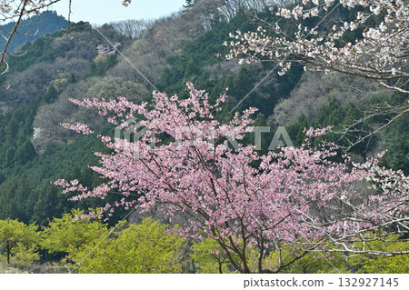 Tiger Mountain Senbonzakura in full bloom in spring in the mountain village of Higashichichibu Village 132927145