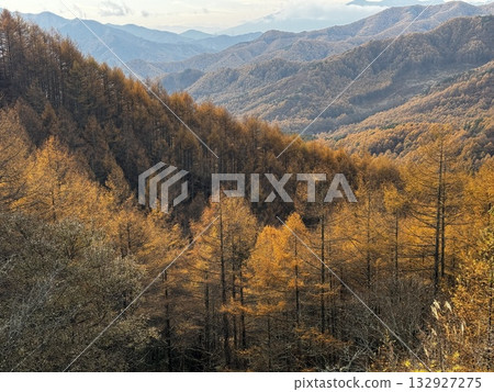 Larch forest with yellow leaves 132927275