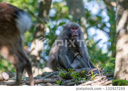 Yakuza monkeys relaxing on Yakushima Island, a World Natural Heritage Site (Summer) Yakuza monkeys relaxing on Yakushima Island, a World Natural Heritage Site (Summer) 132927289