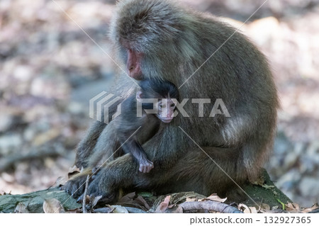 Yakuza monkeys and their children relaxing on Yakushima Island, a World Heritage Site (Summer) Yakuza monkeys and their children relaxing on Yakushima Island, a World Heritage Site (Summer) 132927365