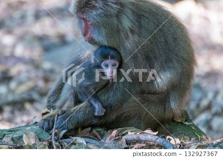 Yakuza monkeys and their children relaxing on Yakushima Island, a World Heritage Site (Summer) Yakuza monkeys and their children relaxing on Yakushima Island, a World Heritage Site (Summer) 132927367