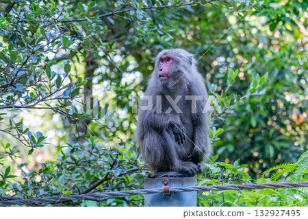 Yakuza monkeys relaxing on Yakushima Island, a World Natural Heritage Site (Summer) 132927495