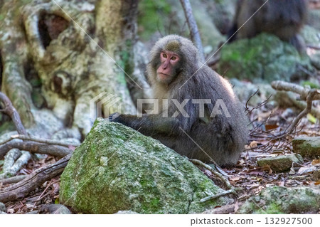世界自然遺產屋久島上的黑幫猴子們悠閒地休息（夏季） 132927500