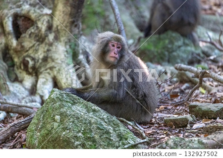 Yakuza monkeys relaxing on Yakushima Island, a World Natural Heritage Site (Summer) Yakuza monkeys relaxing on Yakushima Island, a World Natural Heritage Site (Summer) 132927502