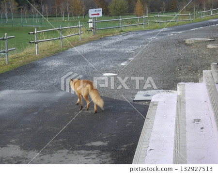 一隻赤狐從高爾夫球場匆匆趕回森林(北海道高爾夫球場,深秋時節) 一隻赤狐從高爾夫球場匆匆趕回森林(北海道高爾夫球場,深秋時節) 132927513