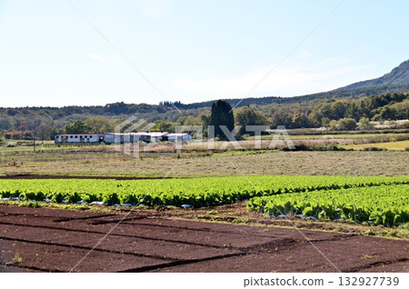 Vegetable fields in Iizuna Higashi Highlands with green leaves remaining Vegetable fields in Iizuna Higashi Highlands with green leaves remaining 132927739