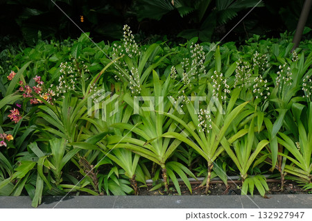 Xiphidium caeruleum Aubl plant Xiphidium caeruleum Aubl plant 132927947