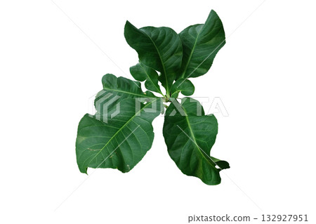 Careya sphaerica leaf Careya sphaerica leaf 132927951