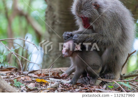 Yakuza macaque mother and child grooming World Natural Heritage Yakushima (Summer) Yakuza macaque mother and child grooming World Natural Heritage Yakushima (Summer) 132927960