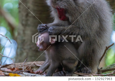 黑幫獼猴母子梳理毛髮 世界自然遺產屋久島（夏季） 132927963