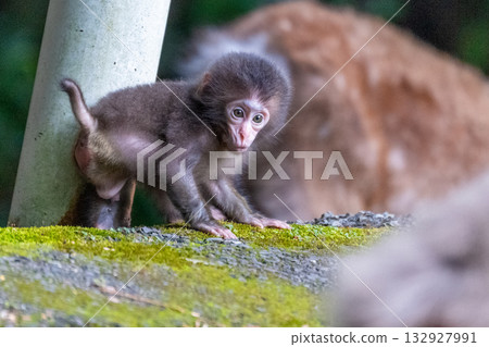Cute baby Yakuza monkeys on Yakushima Island, a World Heritage Site (Summer) Cute baby Yakuza monkeys on Yakushima Island, a World Heritage Site (Summer) 132927991