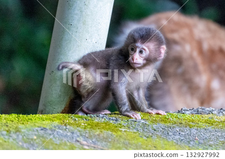 世界遺產屋久島的可愛小黑猴（夏季） 132927992