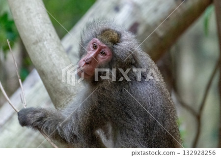 Yakuza monkeys relaxing on Yakushima Island, a World Natural Heritage Site (Summer) 132928256