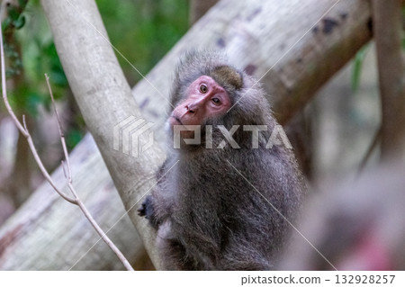 Yakuza monkeys relaxing on Yakushima Island, a World Natural Heritage Site (Summer) 132928257