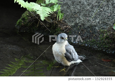 A sparrowhawk that came to Otaguro Park A sparrowhawk that came to Otaguro Park 132928355