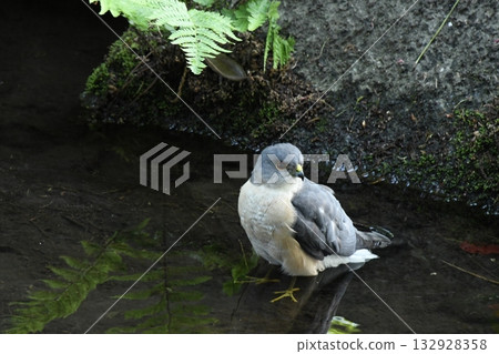 A sparrowhawk that came to Otaguro Park 132928358