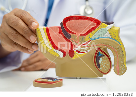 Male reproductive system, Asian doctor holding human anatomy model for study diagnosis and treatment in hospital. 132928388