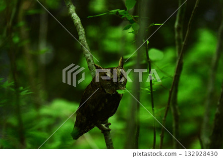 A great screech owl in a dark forest in early summer A great screech owl in a dark forest in early summer 132928430