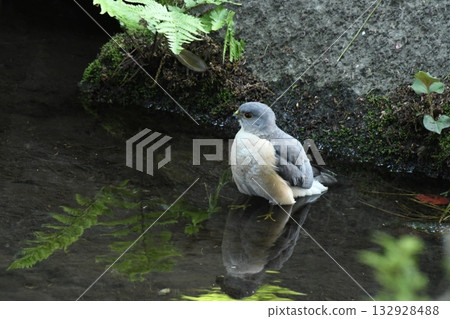 飛到小田黑公園的雀鷹 132928488