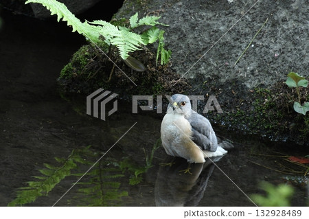 A sparrowhawk that came to Otaguro Park 132928489