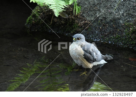 飛到小田黑公園的雀鷹 飛到小田黑公園的雀鷹 132928497
