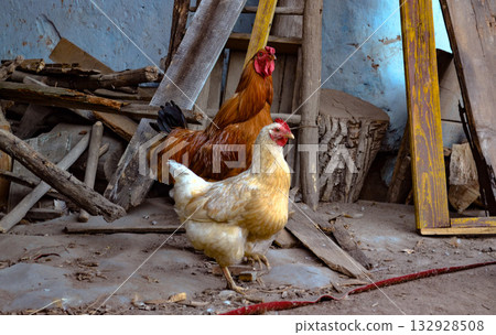 Farm chickens in rustic yard Farm chickens in rustic yard 132928508
