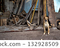 Dog standing in rustic yard with old wooden boards 132928509