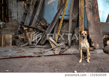 Dog standing in rustic yard with old wooden boards 132928509