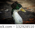 Farm duck with unique crest feathers standing near pond 132928510