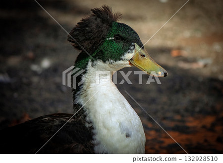 Farm duck with unique crest feathers standing near pond 132928510