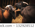 Two goats interacting in a farm setting 132928512