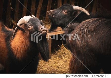 Two goats interacting in a farm setting 132928512