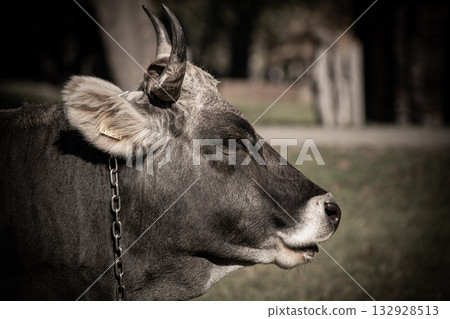 Farm cow standing outdoors on a sunny day Farm cow standing outdoors on a sunny day 132928513