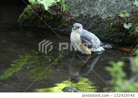 飛到小田黑公園的雀鷹 132928548