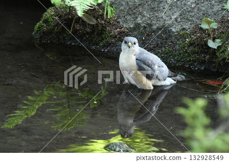 A sparrowhawk that came to Otaguro Park A sparrowhawk that came to Otaguro Park 132928549