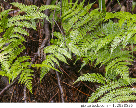 Fern plant wet in the rain 132928556