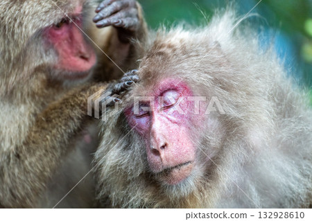 Yakuza monkey grooming World Natural Heritage Yakushima (Summer) Yakuza monkey grooming World Natural Heritage Yakushima (Summer) 132928610