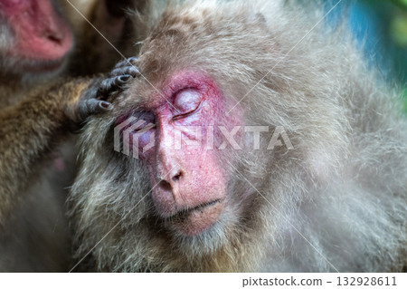 Yakuza monkey grooming World Natural Heritage Yakushima (Summer) Yakuza monkey grooming World Natural Heritage Yakushima (Summer) 132928611