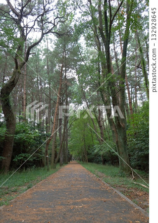 一條被參天大樹環繞的柏油路：一條通往森林深處的小徑。 132928645