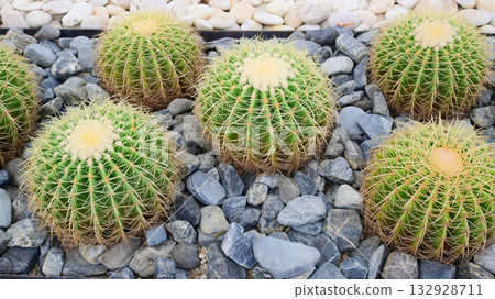 sphere cactus in the greenhouse garden 132928711