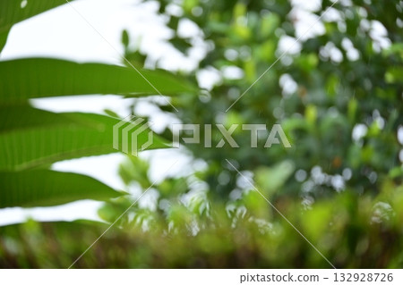defocused beautiful green leaf texture in springtime, abstract blur natural background defocused beautiful green leaf texture in springtime, abstract blur natural background 132928726