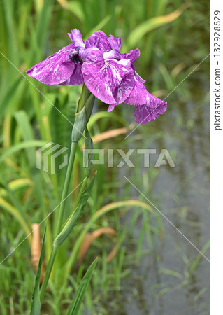 Seven Lucky Gods and Iris 132928829