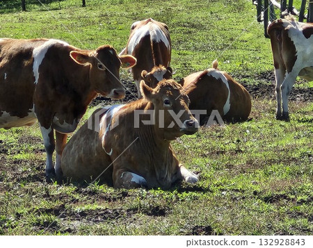 Guernsey cattle at a ranch in Nasu Highlands Guernsey cattle at a ranch in Nasu Highlands 132928843