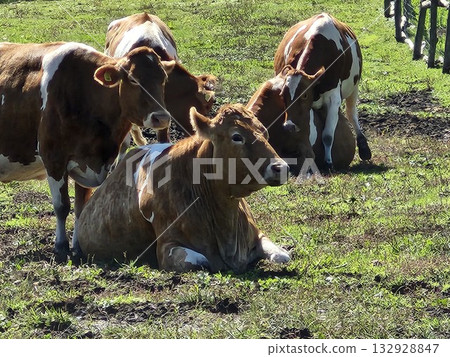 Guernsey cattle at a ranch in Nasu Highlands 132928847