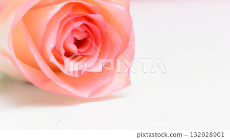 beautiful pink rose flower isolated on white background, valentine day beautiful pink rose flower isolated on white background, valentine day 132928901
