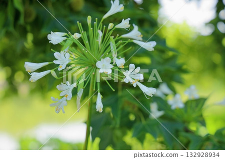 Refreshing agapanthus flowers Refreshing agapanthus flowers 132928934