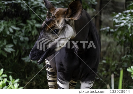 Okapi Okapi 132928944