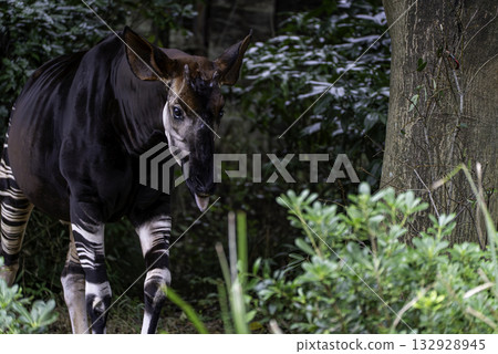 Okapi 132928945