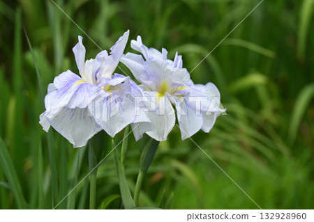 鳶尾花/水無月園 132928960